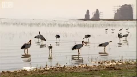 Nile Ibis Birds Create Swimming Pools | BBC Earth