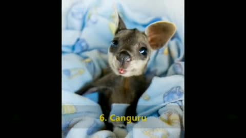 15 cutest animals