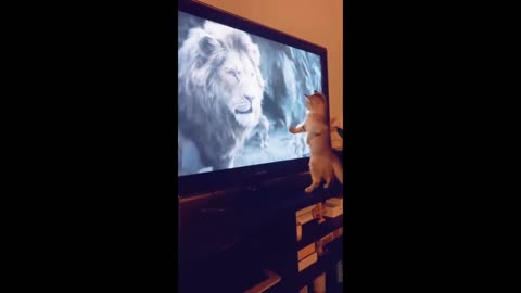 Singing Cat and Fighter Cat with Lion King