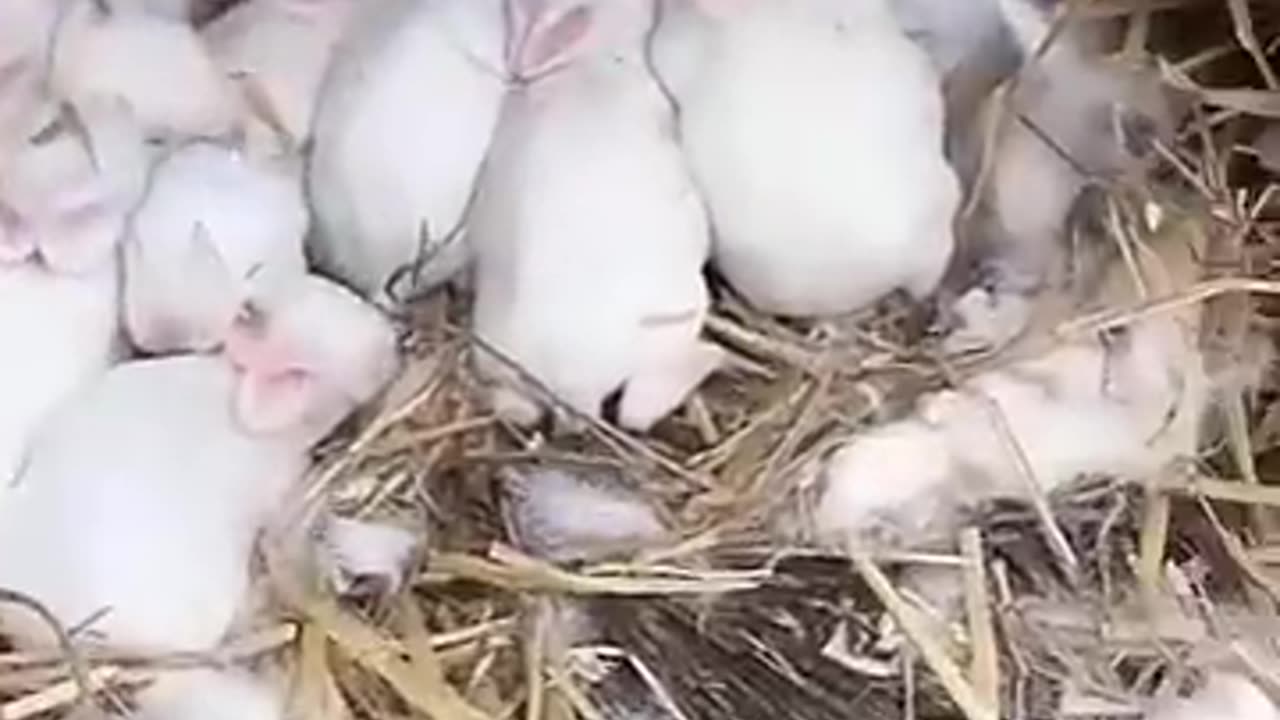 Adorable Rabbit Gives Birth