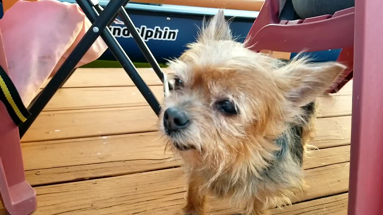 Toothless yorkie dog barks in slow motion