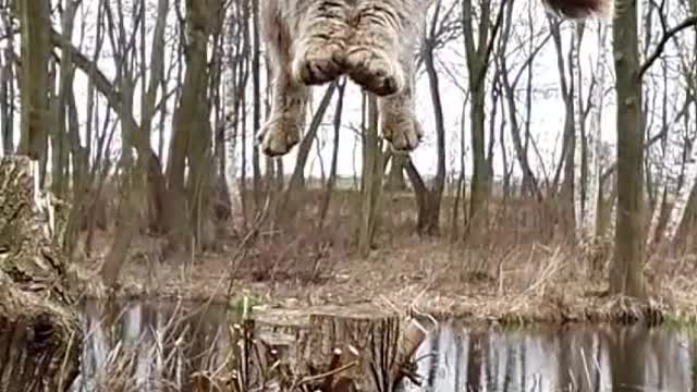 Cat jump/mano bili