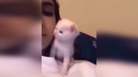 FUNNY CUTE LITTLE KITTYS