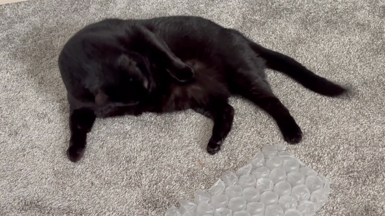 Cute Precious Piper is in a Playful Mood After Cleaning - Adopting a Cat from a Shelter Vlog