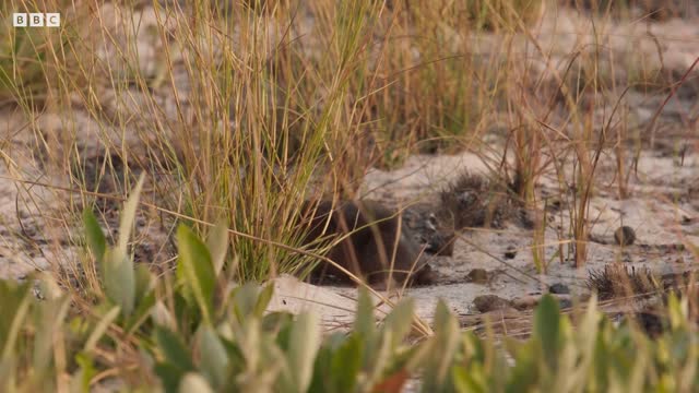 Cheetah Cubs Learn to Hunt | Dynasties II | BBC Earth