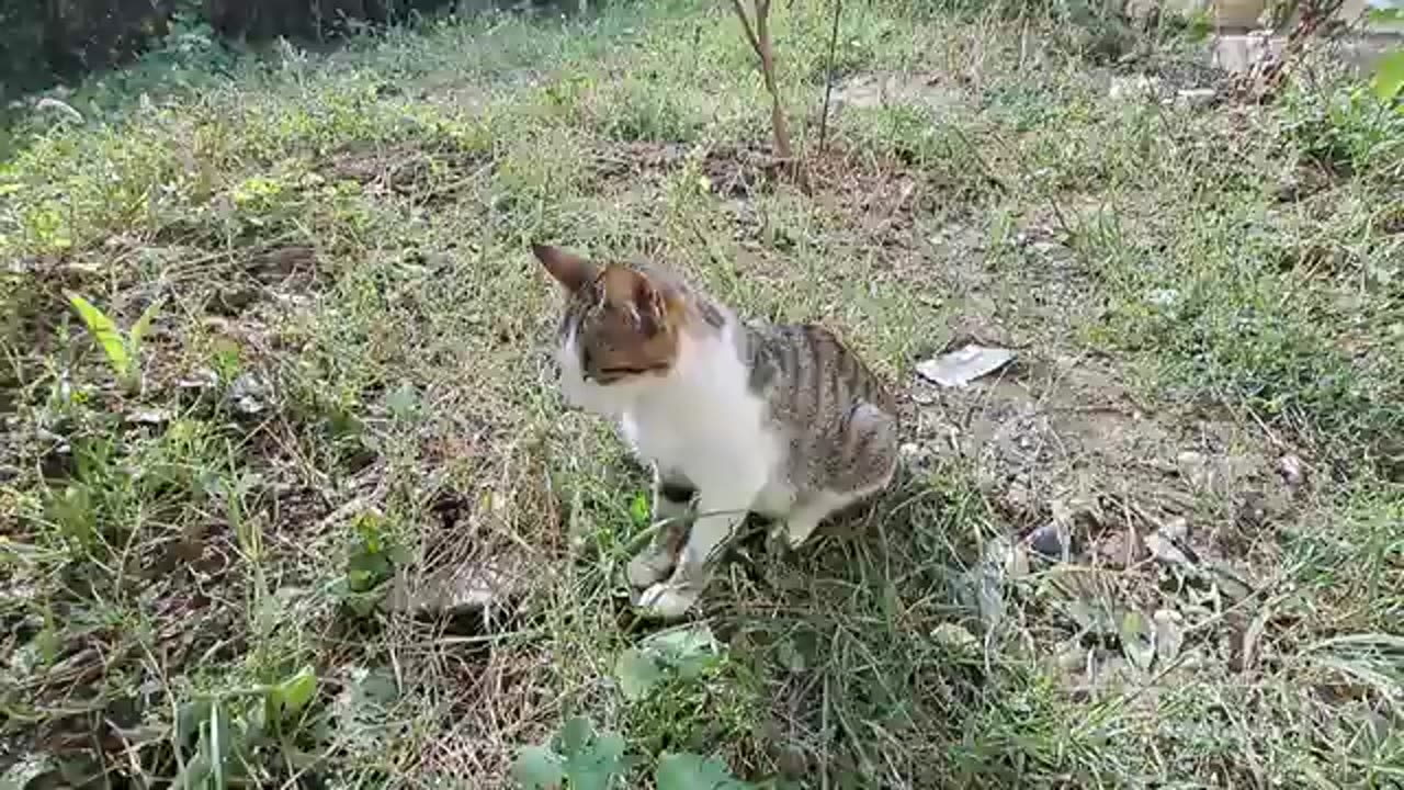 Cute stray cats who don't get along with each other.