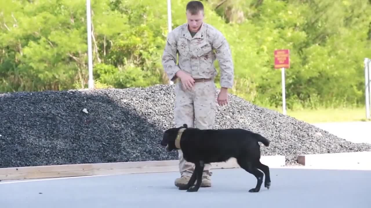 Barks From Above: Fast-Roping Military Dogs