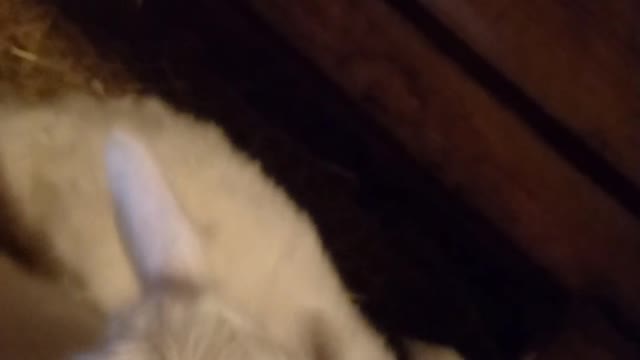 feeding baby goats