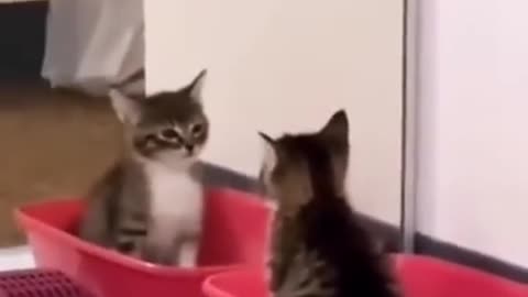 Cute kitten looked in the mirror