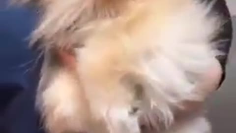 Dog funny
