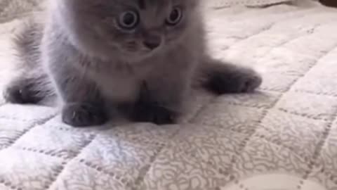 Comedy animal video #funny cat