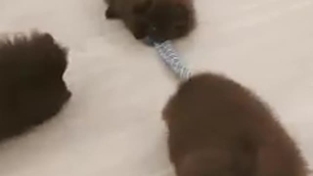 Funny little dogs