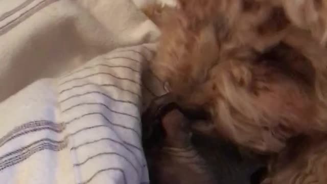 Dog licking cat continuously