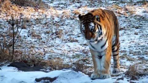 Bengal tiger roaring and grooming tiger sounds