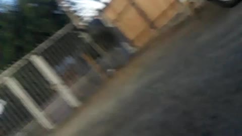 Say hello to conan the rabbit