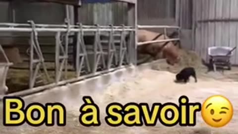 big-Brother-orwelliens-agricole