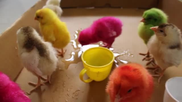 Funny Colour Chicks Drinking water-