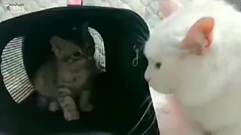 Whit Cat and Black Cat Funny Video