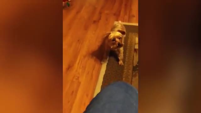 ❤FUNNY Dogs Scared of Halloween #2 try to stop laughing❤