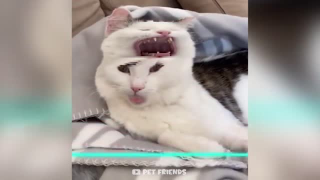 Unexpected Time Warp Scan Animals | Cute and Funniest Pets' Reaction 🐱🐶
