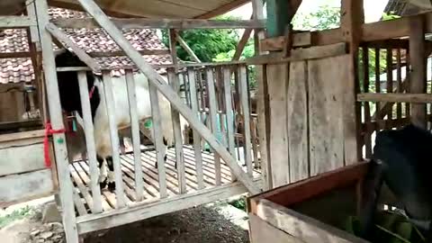 Kelucuan anak kambing