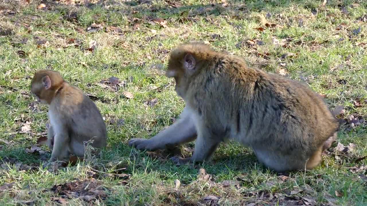 Best animals