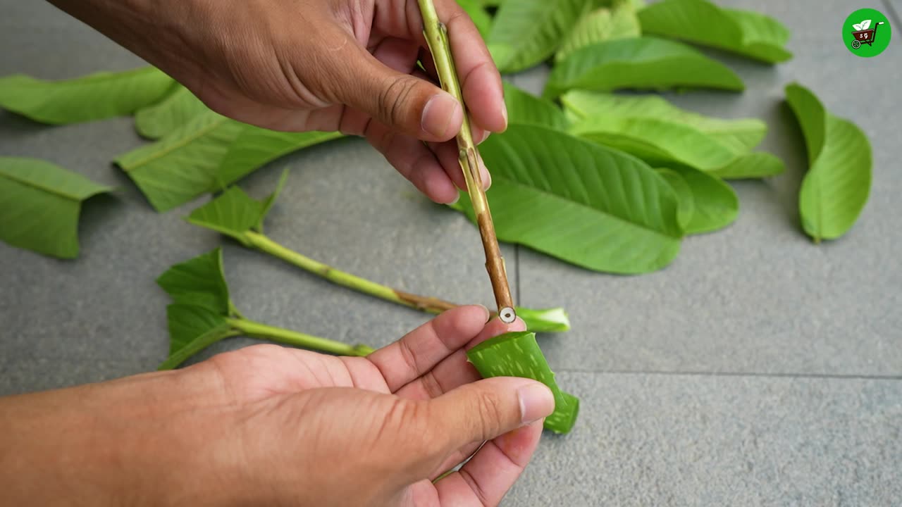 🌿How to propagate guava tree from cuttings! Ready to grow your own🍐guava tree at home