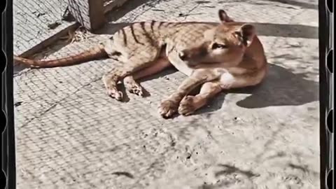 RARE FOOTAGE from 1933 - The last known Tasmanian Tigers before their Extinction