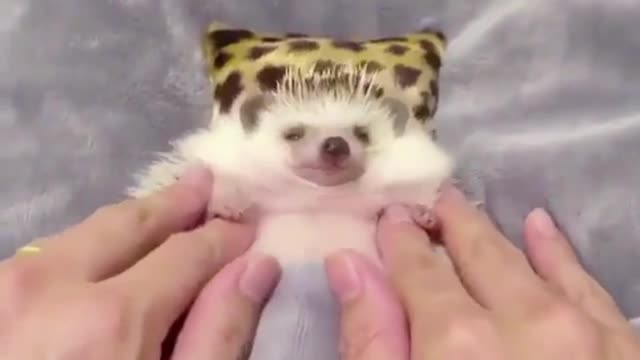 Let's do a spa for the little hedgehog