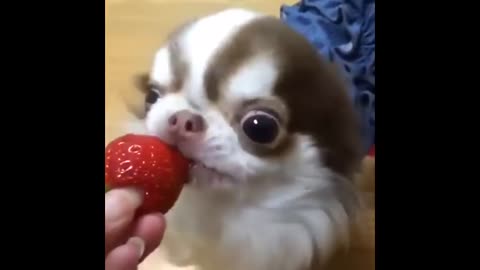 Funny dog eating strawberry