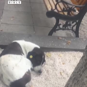 Found my lost dog after 3 years ❤️