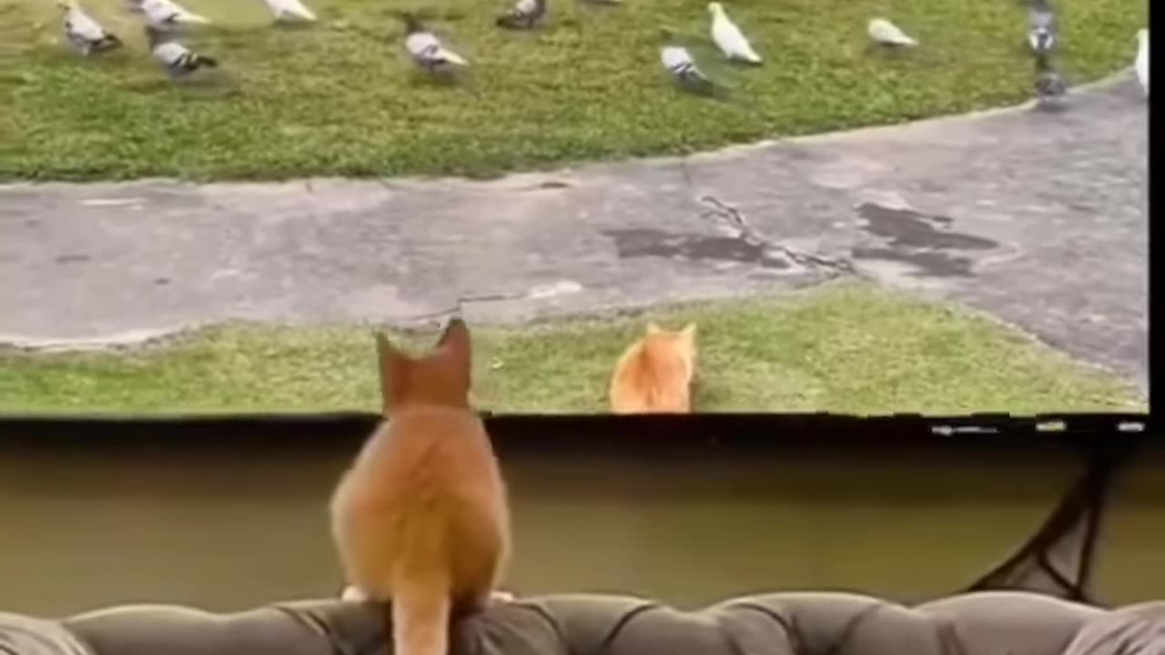 #funny #cat #dog #funnyanimals videos #monkey #video 😂🤣😂 #funnyscenes