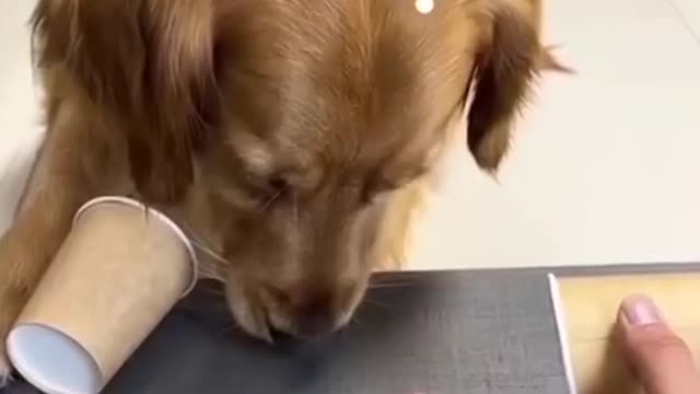 smart doggy!