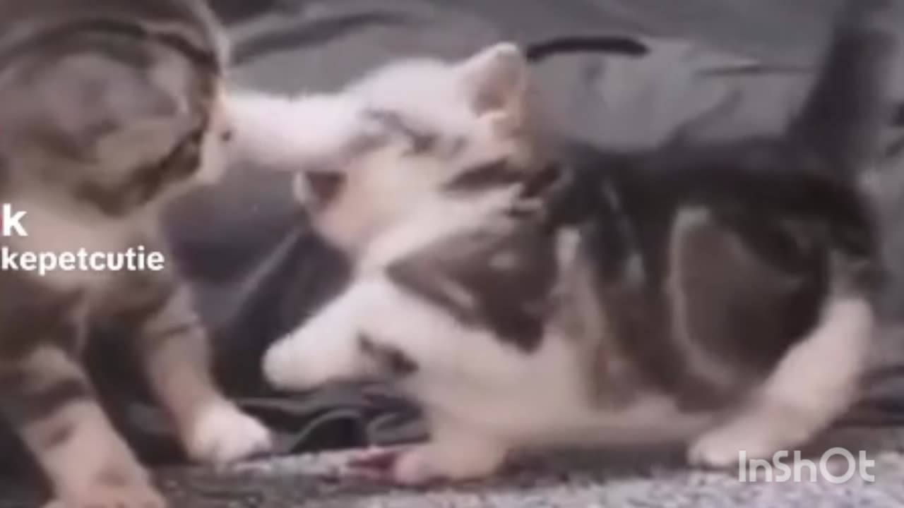 Cute Cat