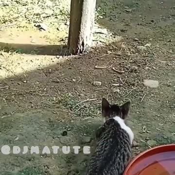 Ο ΚΟΚΚΟΡΑΣ ΤΟΥ ΖΕΛΕΝΣΚΙ Ο ΜΕΡΑΚΛΗΣ