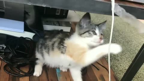 Baby Cats Cute Cats Pets Garden