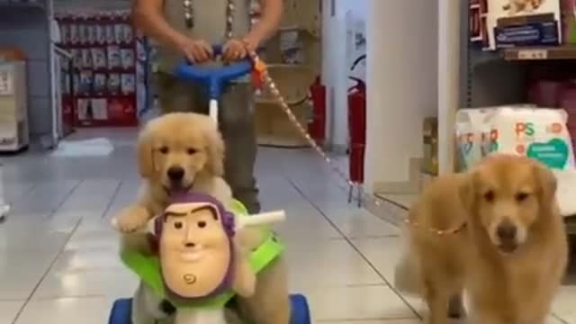 AWW Animals SOO Cute! Cute baby animals Videos Compilation cute moment of the animals #31