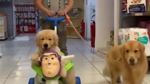 AWW Animals SOO Cute! Cute baby animals Videos Compilation cute moment of the animals #31