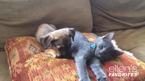 Baby and dog playing