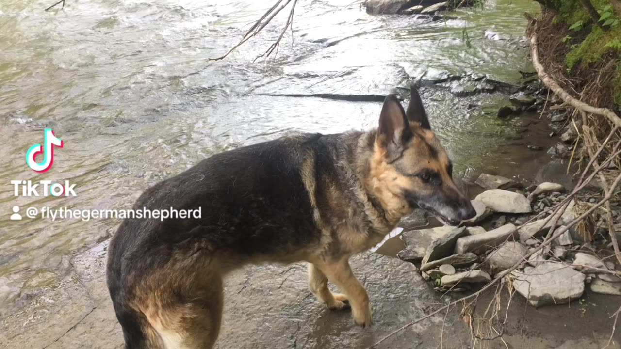 Knock! Knock! Who's There? It's FlyThe German Shepherd!