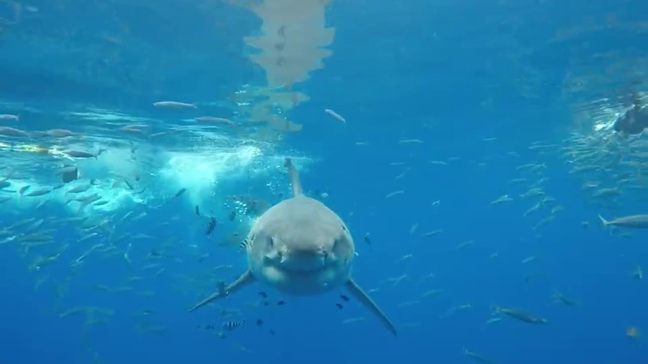 Great White Shark Face to Face