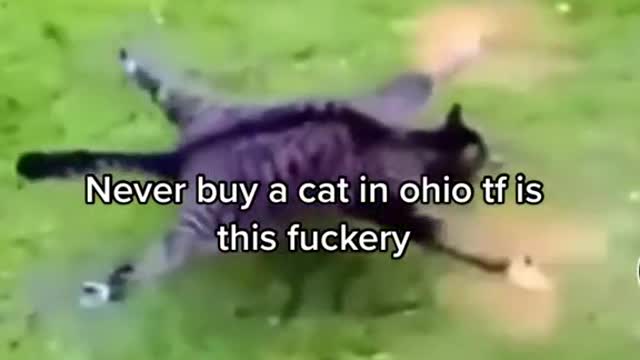 Never buy a cat in ohio tf is this fuckery