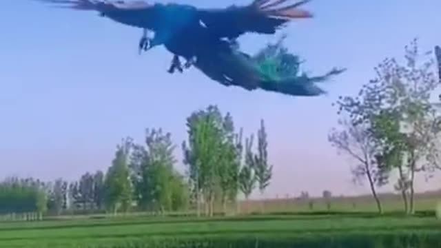 Watch this beauty - Viral video