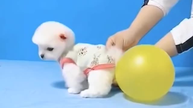 Girl fills the balloon with the puppy's foot - funny video