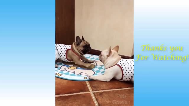 Cute animal - very funny video.