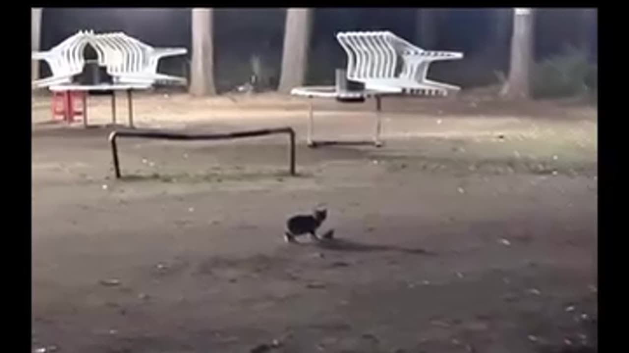 Funny Cat Video #rescuedandloved #cat #doglover