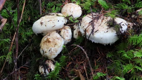 Pine Mushrooms