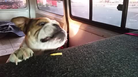 Spanky at McDonalds Drive Through