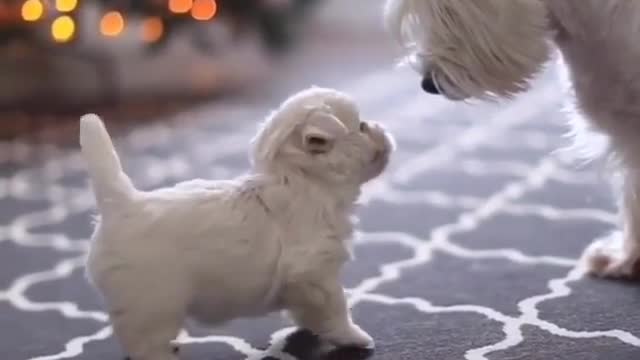 Small animals