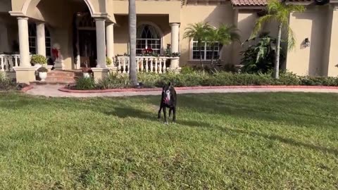 Great Danes Easily Distracted While Posing For Christmas Photos